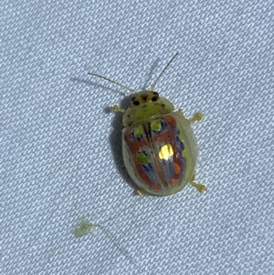 Paropsisterna annularis (A leaf beetle) at Jerrabomberra, NSW - 11 Nov 2023 by SteveBorkowskis