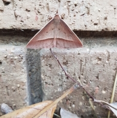 Epidesmia hypenaria (Long-nosed Epidesmia) at Stirling, ACT - 11 Nov 2023 by DesB