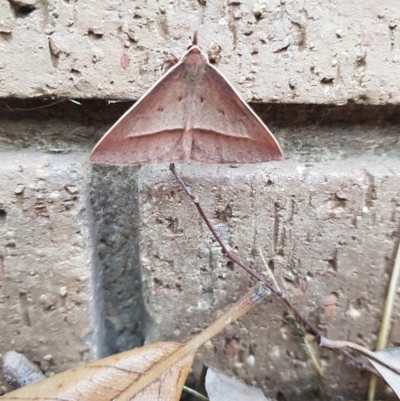 Epidesmia hypenaria (Long-nosed Epidesmia) at Stirling, ACT - 12 Nov 2023 by DesB