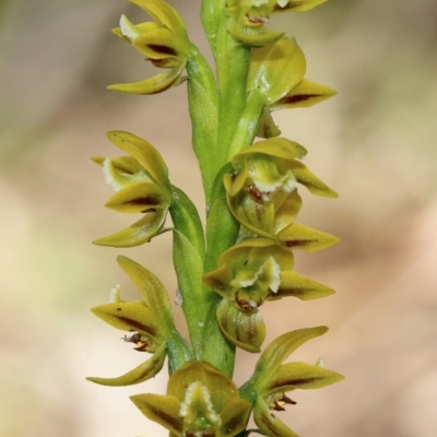 Prasophyllum flavum (Yellow Leek Orchid) at Bundanoon - 11 Nov 2023 by Snowflake