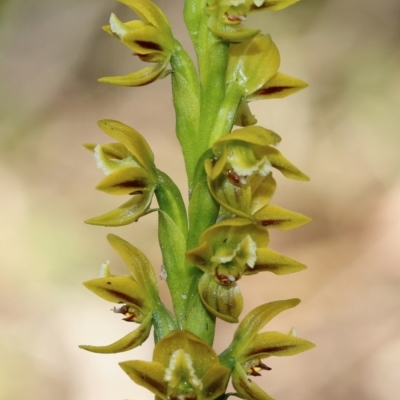 Prasophyllum flavum (Yellow Leek Orchid) at Bundanoon, NSW - 10 Nov 2023 by Snowflake