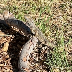 Pogona barbata at Aranda, ACT - suppressed