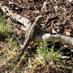 Pogona barbata at Aranda, ACT - 10 Nov 2023