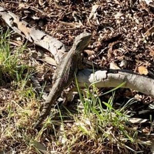 Pogona barbata at Aranda, ACT - 10 Nov 2023