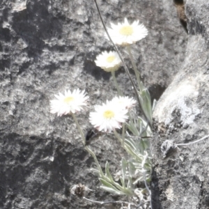 Leucochrysum alpinum at Kosciuszko National Park - 11 Nov 2023 01:52 PM