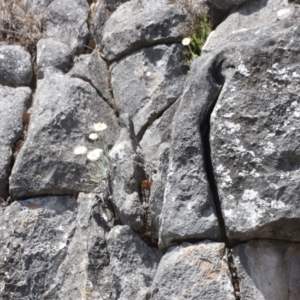 Leucochrysum alpinum at Kosciuszko National Park - 11 Nov 2023