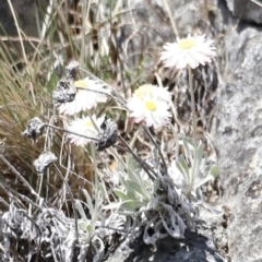 Leucochrysum alpinum at Kosciuszko National Park - 11 Nov 2023