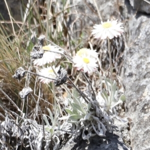 Leucochrysum alpinum at Kosciuszko National Park - 11 Nov 2023 01:52 PM