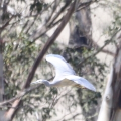 Egretta novaehollandiae (White-faced Heron) at Cooleman, NSW - 11 Nov 2023 by JimL