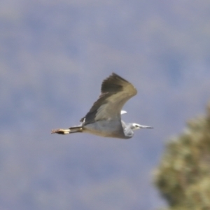 Egretta novaehollandiae at Kosciuszko National Park - 11 Nov 2023