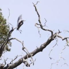 Egretta novaehollandiae at Kosciuszko National Park - 11 Nov 2023