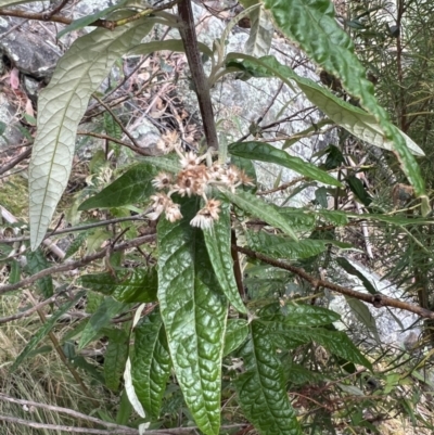 Olearia lirata (Snowy Daisybush) at Burra, NSW - 8 Nov 2023 by Safarigirl