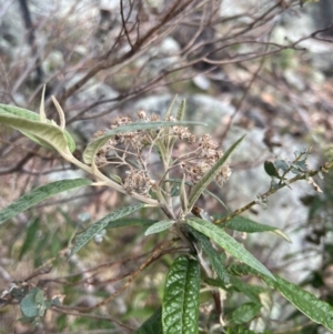 Olearia lirata at QPRC LGA - 9 Nov 2023