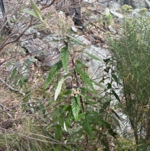 Olearia lirata at QPRC LGA - 9 Nov 2023 08:36 AM