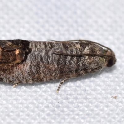 Cydia pomonella (Codling Moth) at Jerrabomberra, NSW - 9 Nov 2023 by DianneClarke