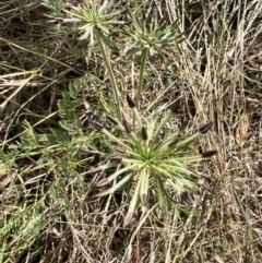 Oreomyrrhis eriopoda (Australian Carraway) at Williamsdale, NSW - 7 Nov 2023 by Safarigirl