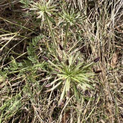 Oreomyrrhis eriopoda (Australian Carraway) at Williamsdale, NSW - 7 Nov 2023 by Safarigirl