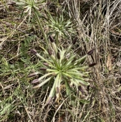 Oreomyrrhis eriopoda at QPRC LGA - 7 Nov 2023