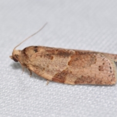 Epiphyas postvittana (Light Brown Apple Moth) at QPRC LGA - 9 Nov 2023 by DianneClarke