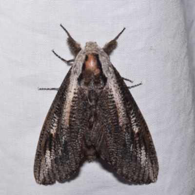 Endoxyla lituratus (A Wattle Goat Moth) at QPRC LGA - 10 Nov 2023 by DianneClarke