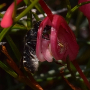 Megachile ferox at QPRC LGA - suppressed