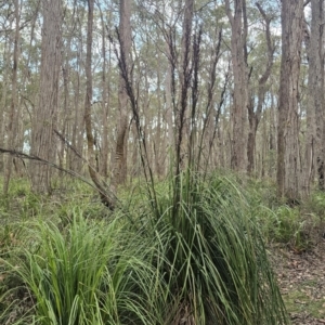 Gahnia clarkei at QPRC LGA - 10 Nov 2023