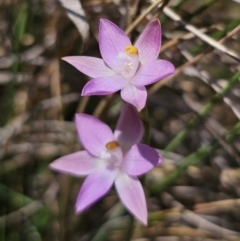 Caladenia carnea at Captains Flat, NSW - 11 Nov 2023 by Csteele4