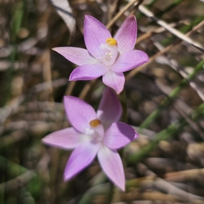 Caladenia carnea by Csteele4