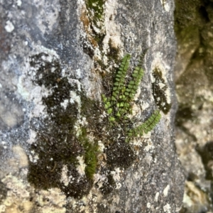 Asplenium trichomanes at Kosciuszko National Park - 11 Nov 2023