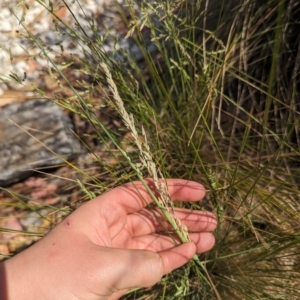 Poa sieberiana at Crace, ACT - 12 Nov 2023