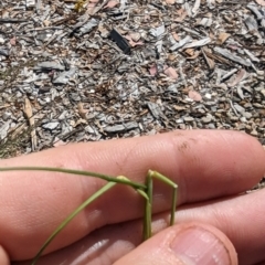 Poa sieberiana at Crace, ACT - 12 Nov 2023