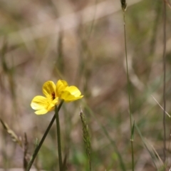 Ranunculus lappaceus (Australian Buttercup) at Bimberi, NSW - 11 Nov 2023 by JimL