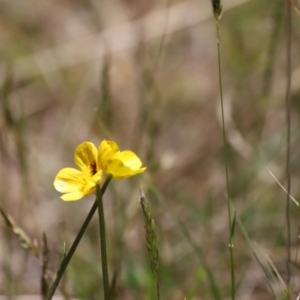 Ranunculus lappaceus at Kosciuszko National Park - 11 Nov 2023