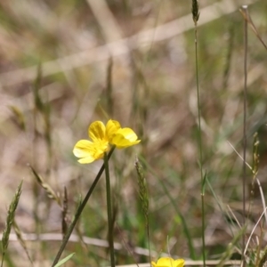 Ranunculus lappaceus at Kosciuszko National Park - 11 Nov 2023