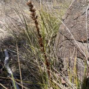 Orobanche minor at Cooleman Ridge - 11 Nov 2023 11:00 AM