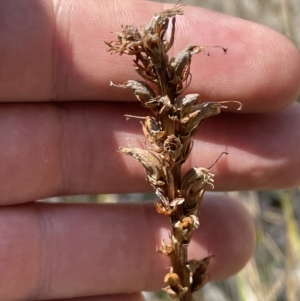 Orobanche minor at Cooleman Ridge - 11 Nov 2023