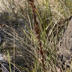 Orobanche minor at Cooleman Ridge - 11 Nov 2023 11:00 AM