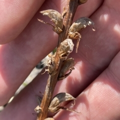 Orobanche minor at Cooleman Ridge - 11 Nov 2023