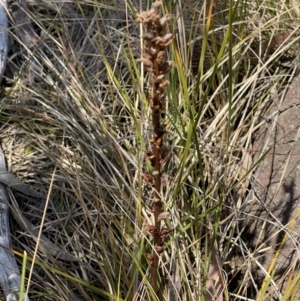 Orobanche minor at Cooleman Ridge - 11 Nov 2023