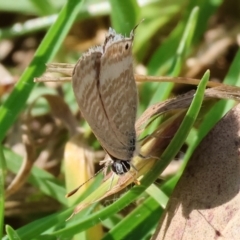 Lampides boeticus (Long-tailed Pea-blue) at Willow Park - 12 Nov 2023 by KylieWaldon