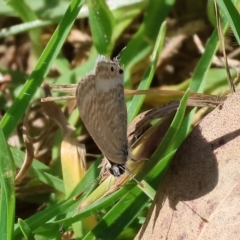 Lampides boeticus at Willow Park - 12 Nov 2023 08:21 AM