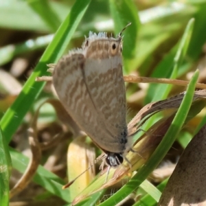 Lampides boeticus at Willow Park - 12 Nov 2023 08:21 AM