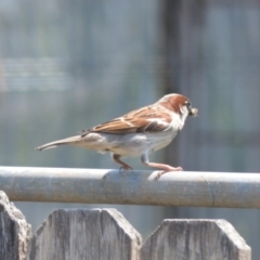 Passer domesticus (House Sparrow) at Jamberoo, NSW - 12 Nov 2023 by plants