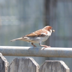 Passer domesticus at Jamberoo, NSW - 12 Nov 2023 01:36 AM