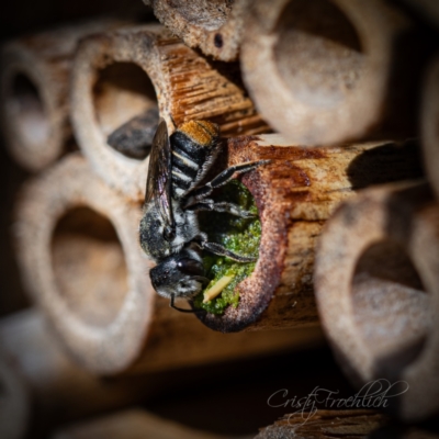 Megachile ferox (Resin bee) at Page, ACT - 11 Nov 2023 by Cristy1676