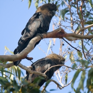 Calyptorhynchus lathami at Brunswick Heads, NSW - 28 Oct 2023