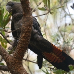 Calyptorhynchus lathami lathami (Glossy Black-Cockatoo) at Brunswick Heads, NSW - 28 Oct 2023 by macmad