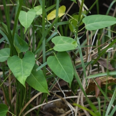 Araujia sericifera (Moth Plant) at Brunswick Heads, NSW - 28 Oct 2023 by macmad