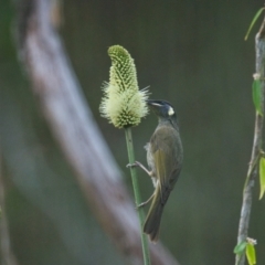 Meliphaga lewinii (Lewin's Honeyeater) at Brunswick Heads, NSW - 28 Oct 2023 by macmad