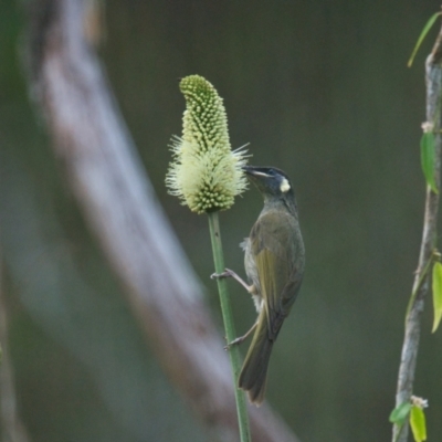 Meliphaga lewinii (Lewin's Honeyeater) at Brunswick Heads, NSW - 28 Oct 2023 by macmad